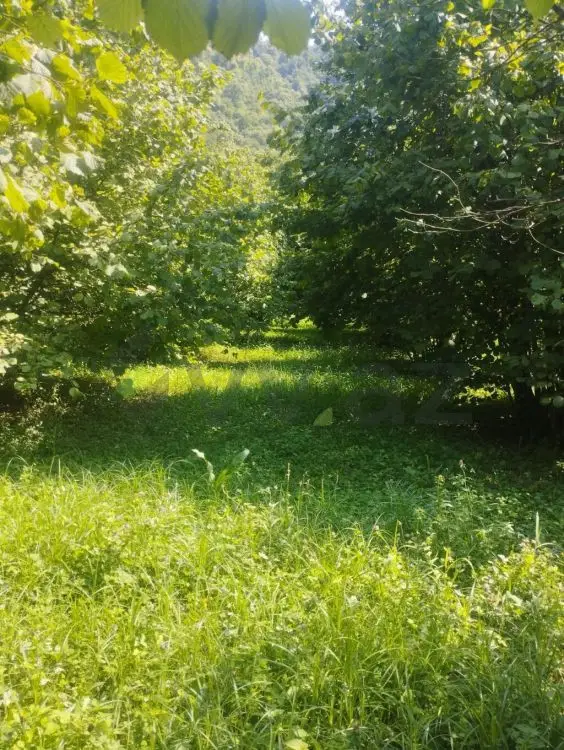 24 sot Torpaq Satılır, Zaqatala — Torpaq, Zaqatala (5)
