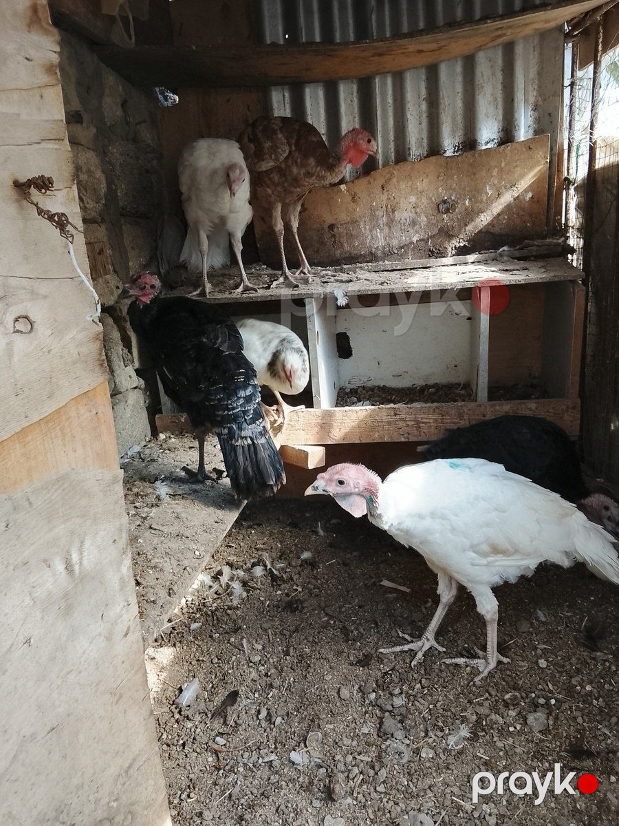 Hinduşka — Quşlar, Bakı (3)