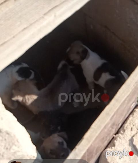 Həyət iti balaları — Bakı