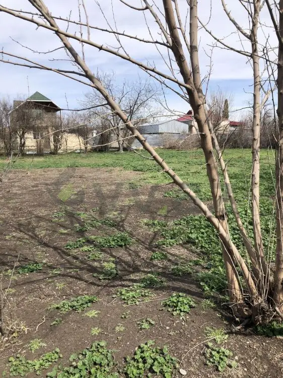 10 sot Torpaq Satılır, Bərdə — Torpaq, Bərdə (8)