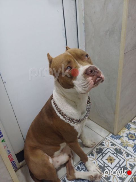 Pitbul, Erkək — Digah