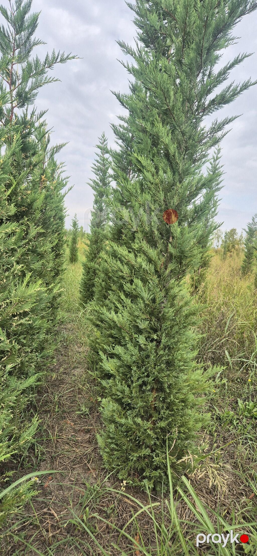 Leylandi şam agaci (Cupressocyparis leylandii) iynəyarpaq dekorativ — Ağaclar və fidan, Tərtər (3)