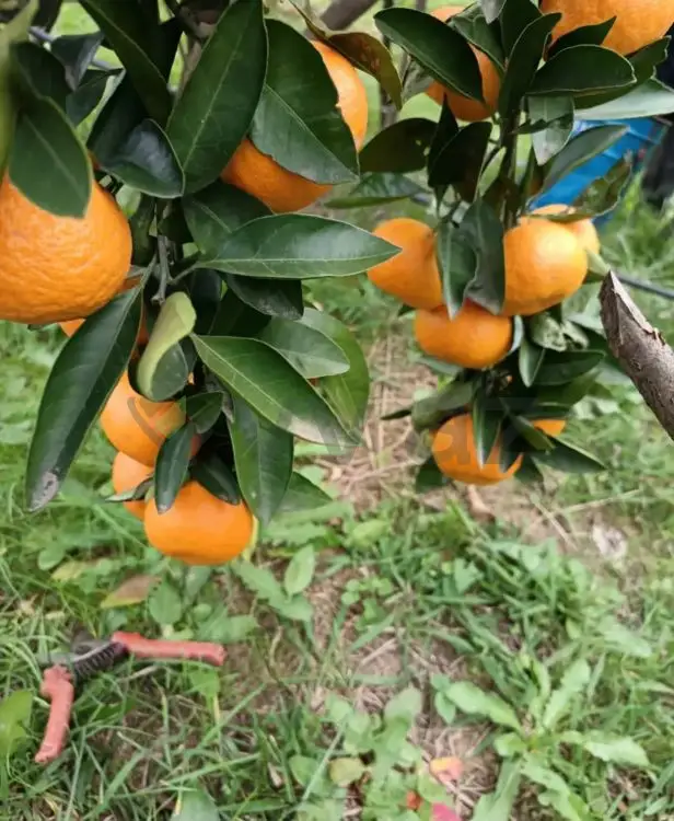 35 sot Torpaq Satılır, Astara — Torpaq, Astara (3)