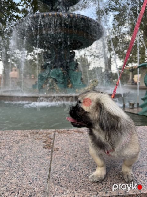 Pekines, Dişi — Gəncə