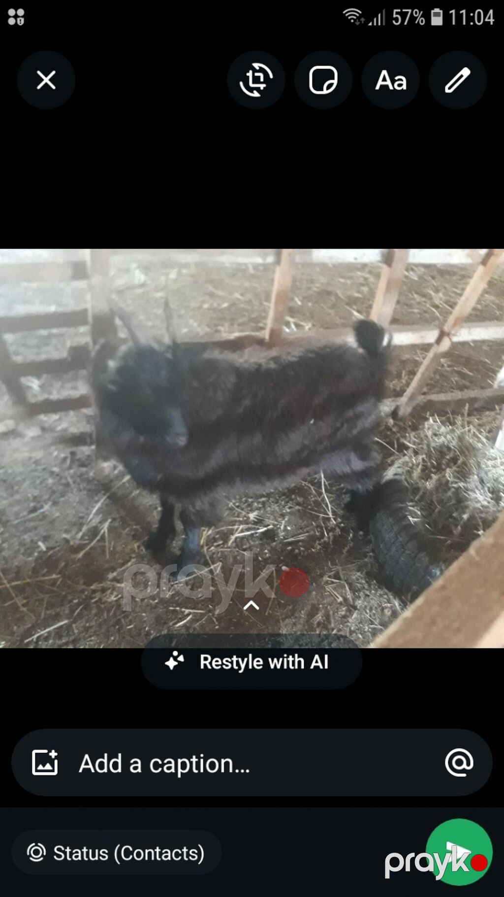 Qara keçi – yerli təsərrüfat üçün uyğun - Rəng: tam qara, qısa — Kənd təsərrüfatı heyvanları, Sumqayıt (2)