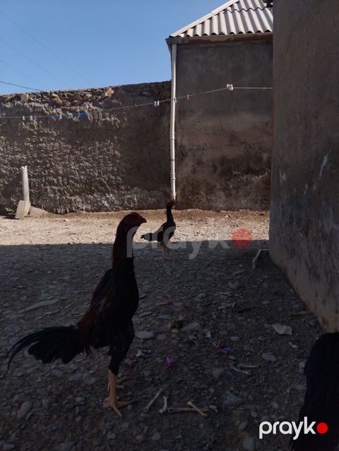 Toyuq cücələri, Damazlıq