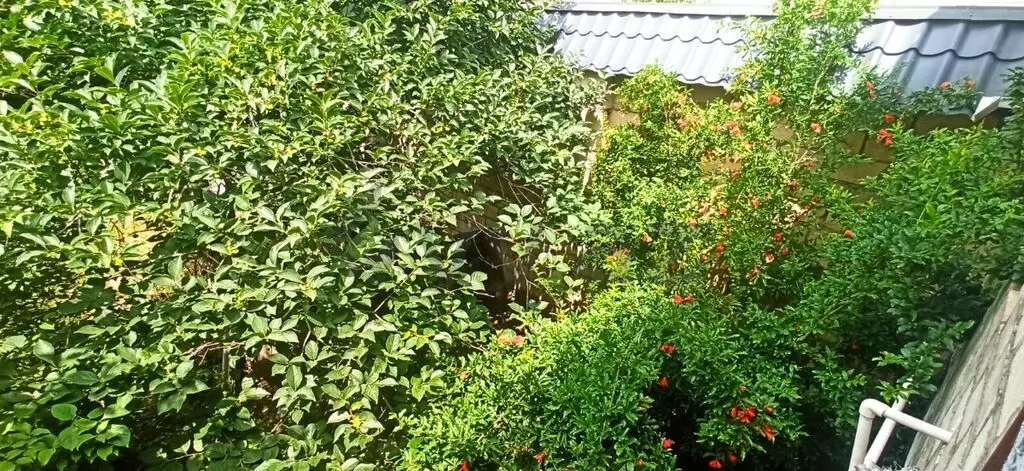4 otaqlı Həyət evi Satılır, Ağstafa — Ev, villa, Ağstafa (3)