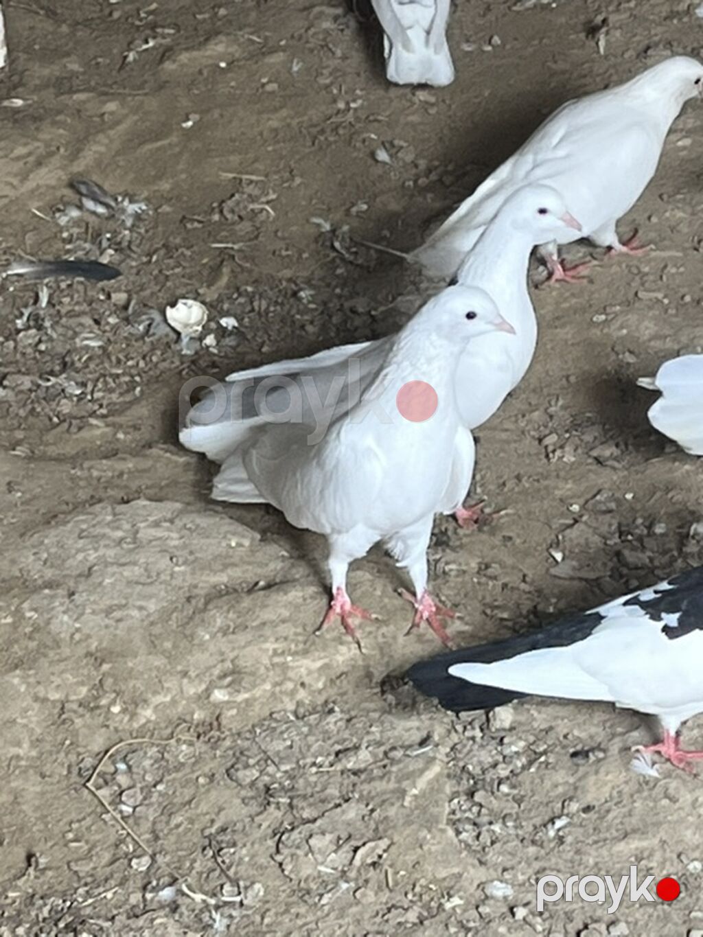 Salam şekilde olan bütün heyvanlar satliq qiymetler ferqlidi hopdum — Göyərçin, Novxanı (4)