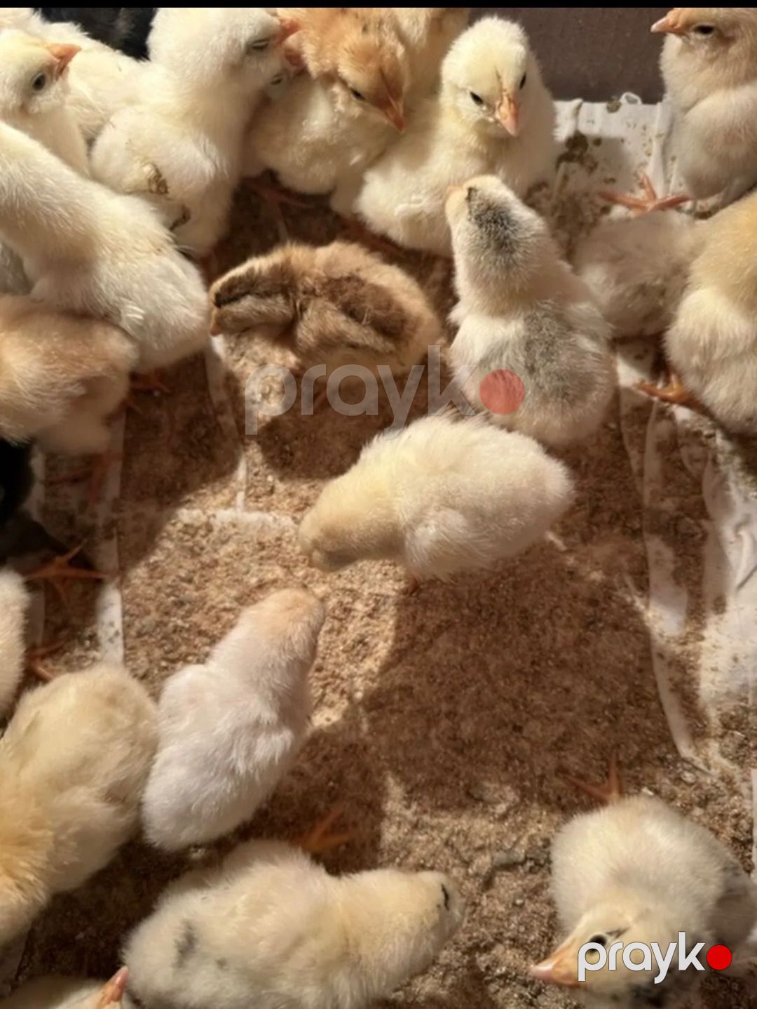 Cücə toyuq, xoroz — Digər heyvanlar, Bakı (2)