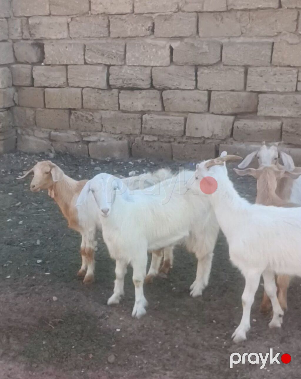Salam Sani Keçilər. 9 dişi bir Erkey. 10 baş Sani Real alıcıya — Kənd təsərrüfatı heyvanları, Digah (5)