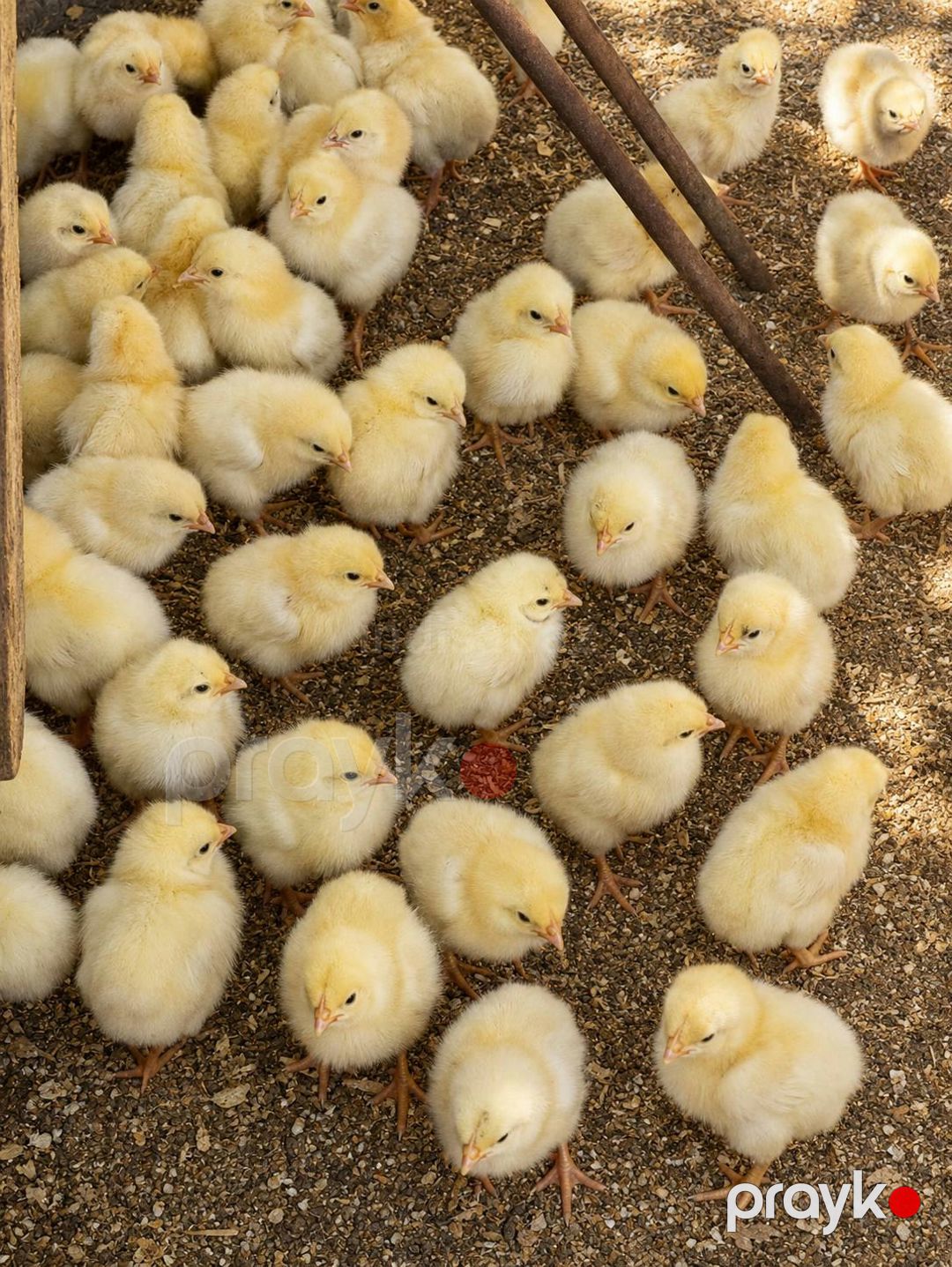 Serebrist Cücələri — Quşlar, Sumqayıt (2)