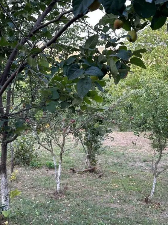 22 sot Torpaq Satılır, Şabran — Torpaq, Şabran (7)