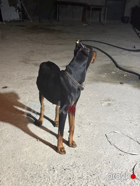 Doberman — Gəncə