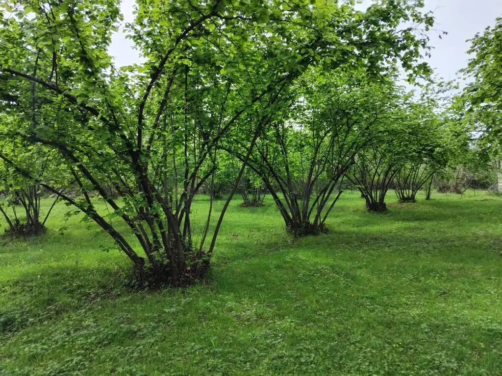 61 sot Torpaq Satılır, Oğuz — Torpaq, Oğuz (4)