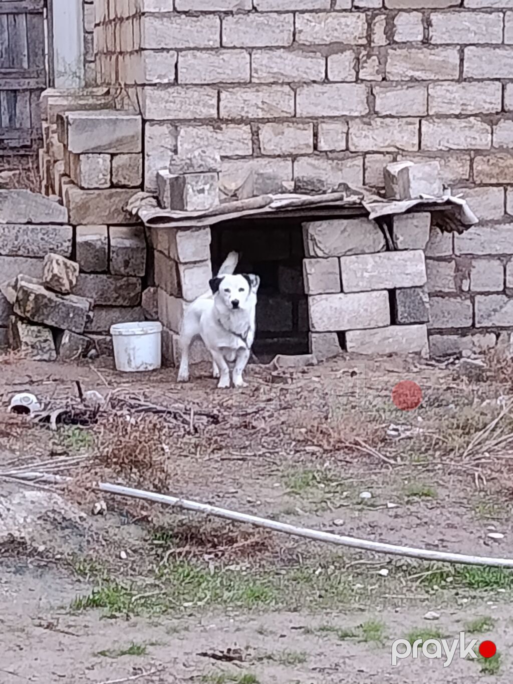 Zvonok, 1 il, Erkək, Peyvəndli — Köpəklər, Bakı (4)