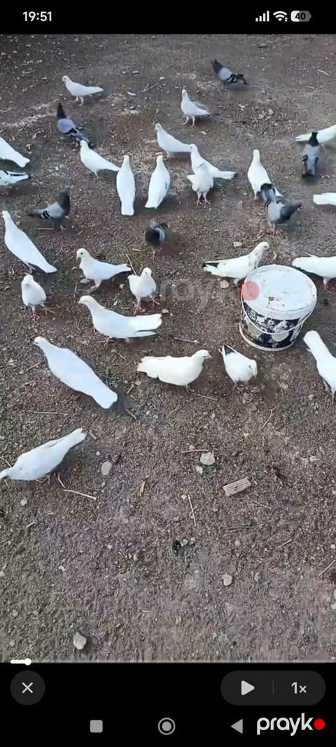 Göyərçinlər — Gəncə