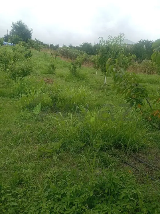 10 sot Torpaq Satılır, Quba — Torpaq, Quba (2)