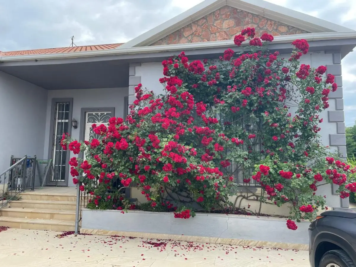 4 otaqlı Həyət evi Kirayə, Mərdəkan, Xəzər, Bakı — Ev, villa, Bakı (9)