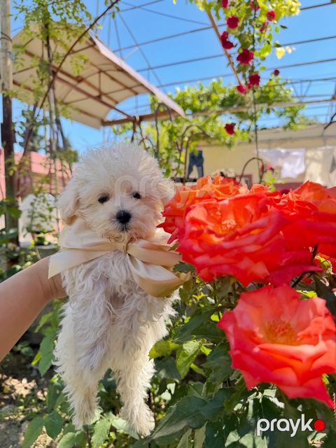 Maltipoo pudel — Bakı