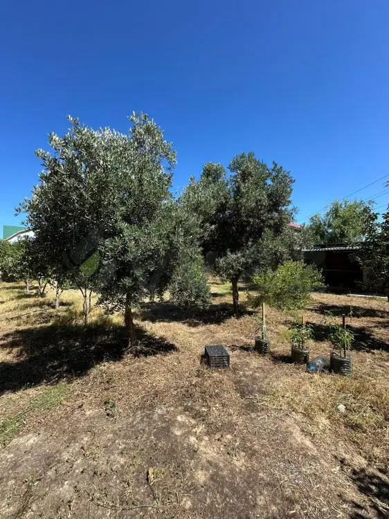 4 sot Torpaq Satılır, Buzovna, Xəzər, Bakı — Torpaq, Bakı (3)
