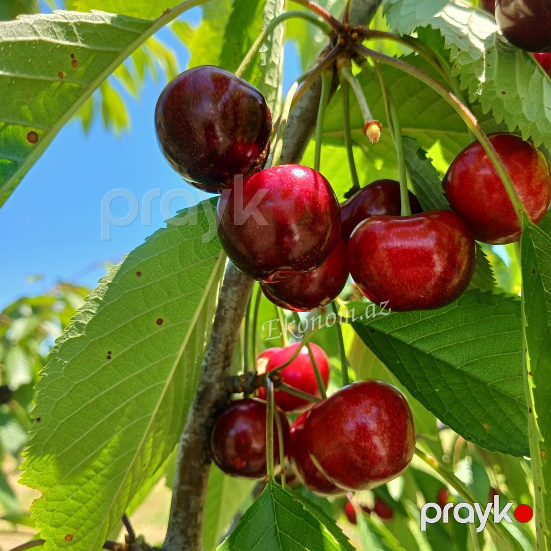 Quba rayonunda 2 hektar 13 sot bag satılır — Torpaq, Quba (7)