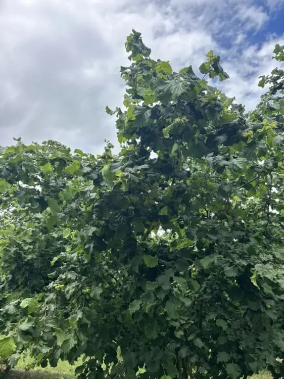 95 sot Torpaq Satılır, Zaqatala — Torpaq, Zaqatala (11)