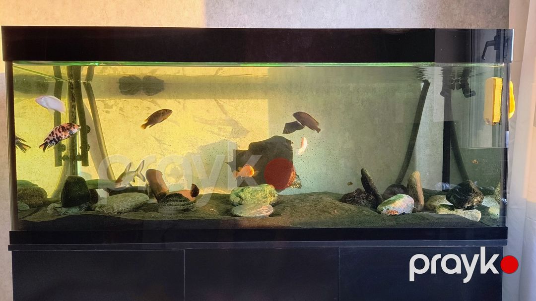 Akvarium — Akvariumlar və balıqlar, Bakı (2)
