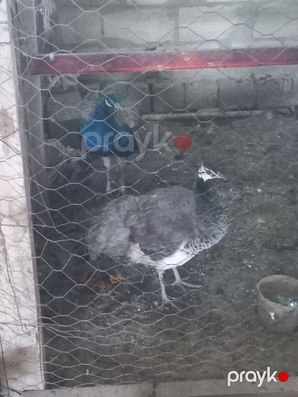 Məhsul: Tovuz quşu cütü (erkək və dişi) Təsvir: - Rəngli, parlaq — Digərləri, Salyan (3)