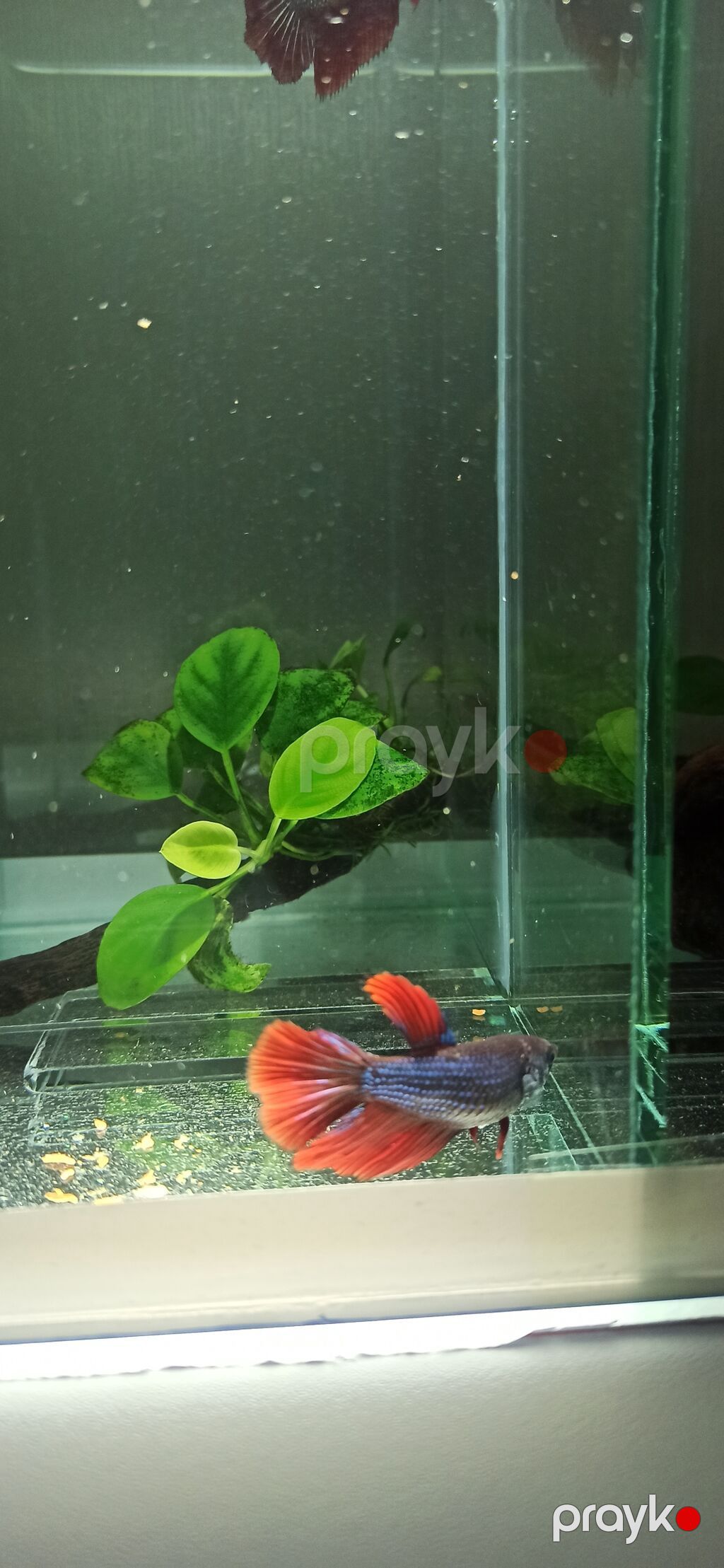 Betta (Petuşok balığı), Sülhsevər — Akvariumlar və balıqlar, Bakı (7)