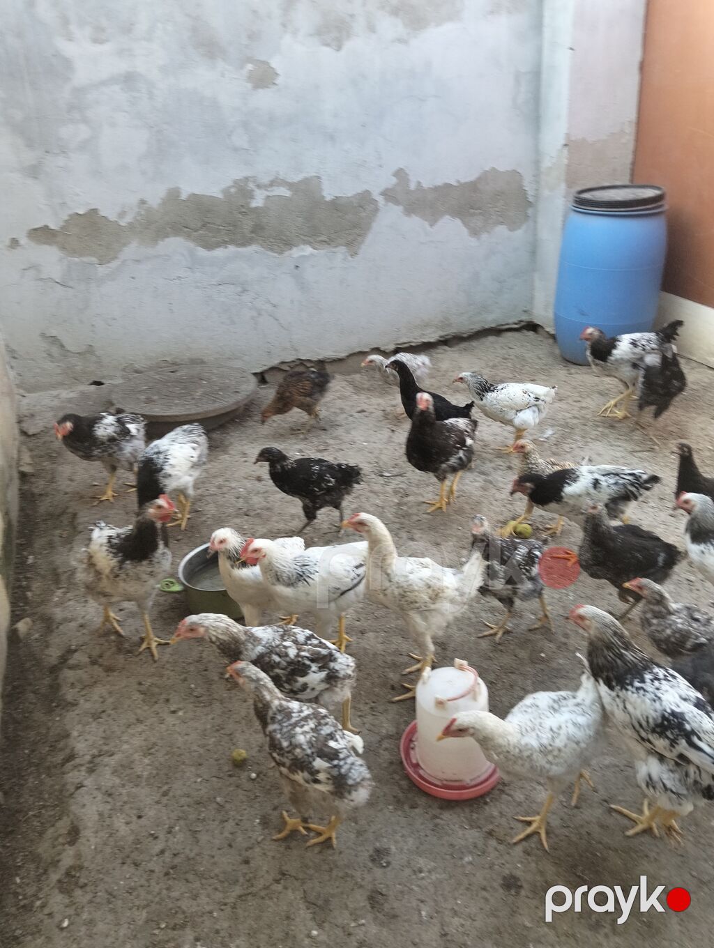 Toyuq cücələri, Ətlik — Toyuq və xoruz, Bakı (2)