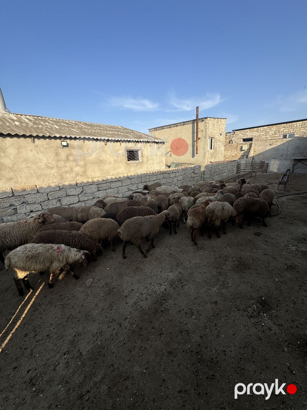 Quzu, Erkək, ay: 4, 20 kq, Ətlik, Ünvandan götürmə, Ödənişli çatdırılma — Kənd təsərrüfatı heyvanları, Digah (3)