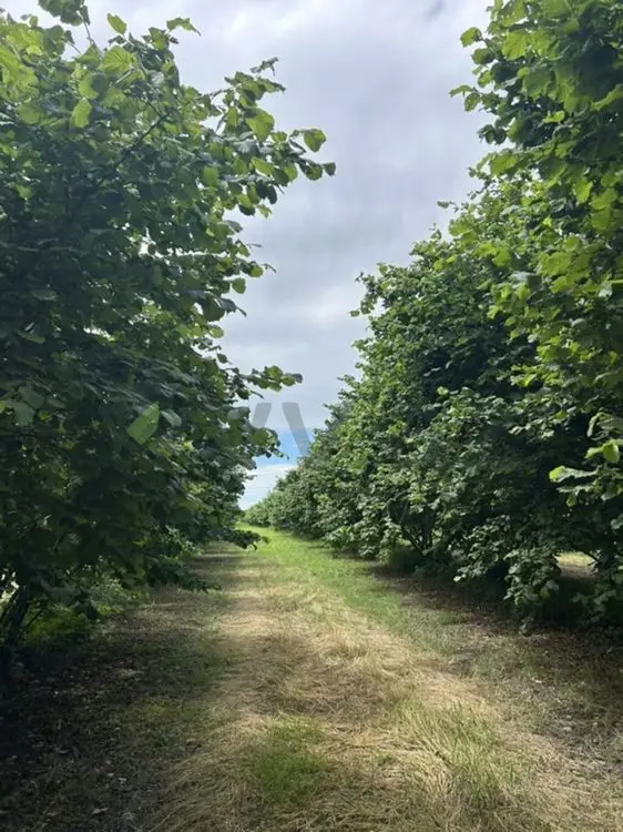 95 sot Torpaq Satılır, Zaqatala — Torpaq, Zaqatala (9)