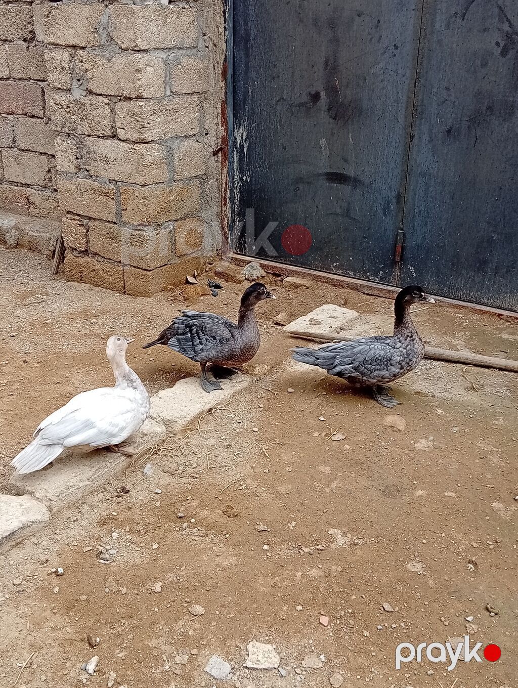 Hamısı lal ördəklərdi 7 ədəddir. ən az çəki vereni 2 kilodu.hamisi bir — Digərləri, Digah (6)