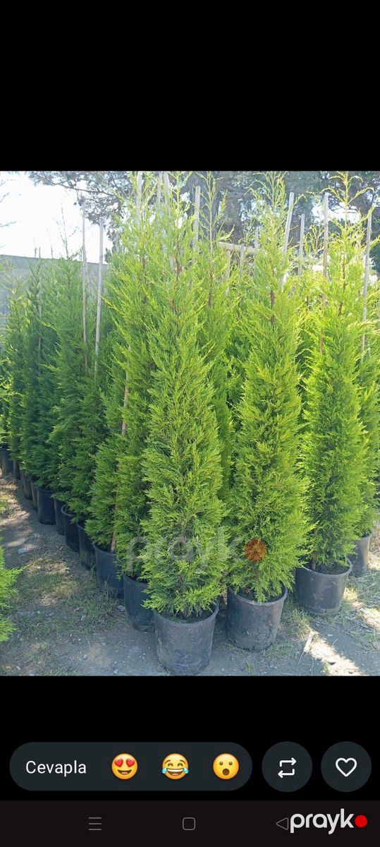 Ağaclar və tinglər — Bitkilər, Bakı (4)