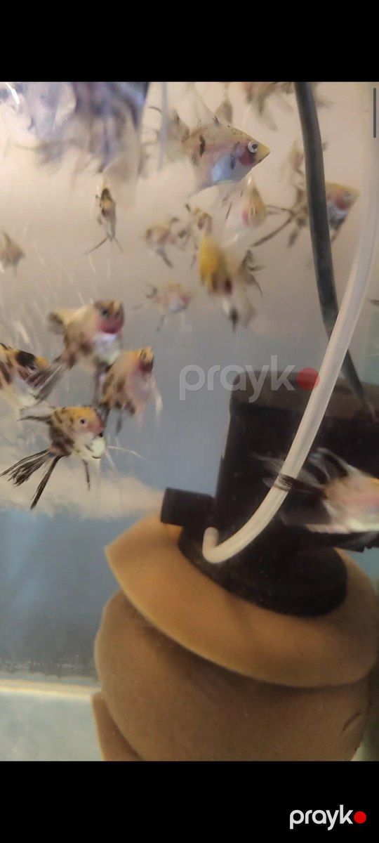 Skalyar koi balığı — Akvariumlar və balıqlar, Bakı (4)