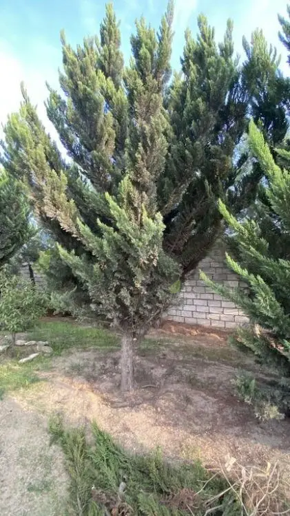 12 sot Torpaq Satılır, Albalı qəs., Sabunçu, Bakı — Torpaq, Bakı (6)