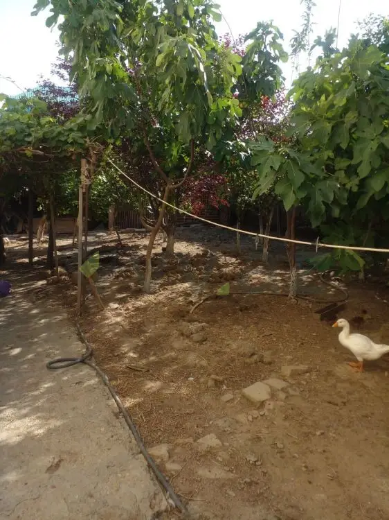 4 otaqlı Həyət evi Satılır, Masazır, Abşeron — Ev, villa (4)