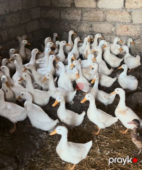 Ağ ördəklər – təsərrüfat üçün sürü - Cins: ağ məişət ördəyi (Pekin — Digah