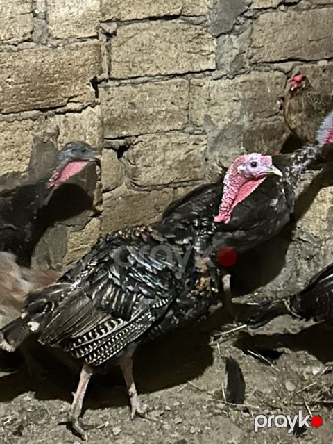 Erkək, Ətlik — Xırdalan
