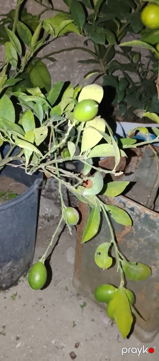 Limon ağacı — Bitkilər, Bakı (4)