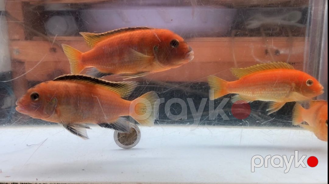 Limonnik balıqları — Akvariumlar və balıqlar, Bakı (2)