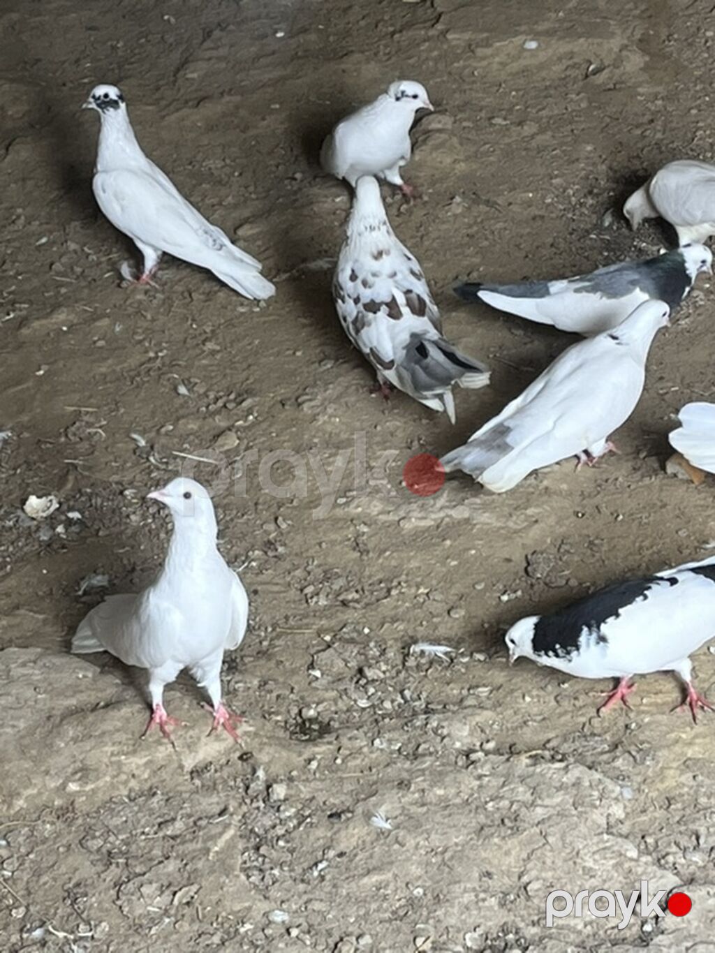 Salam şekilde olan bütün heyvanlar satliq qiymetler ferqlidi hopdum — Göyərçin, Novxanı (3)