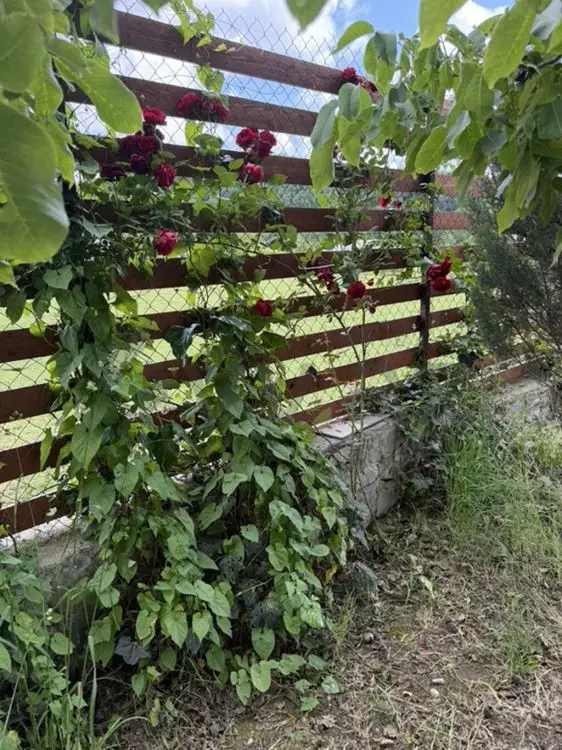 3 otaqlı Həyət evi Kirayə, Qəbələ — Ev, villa, Qəbələ (6)