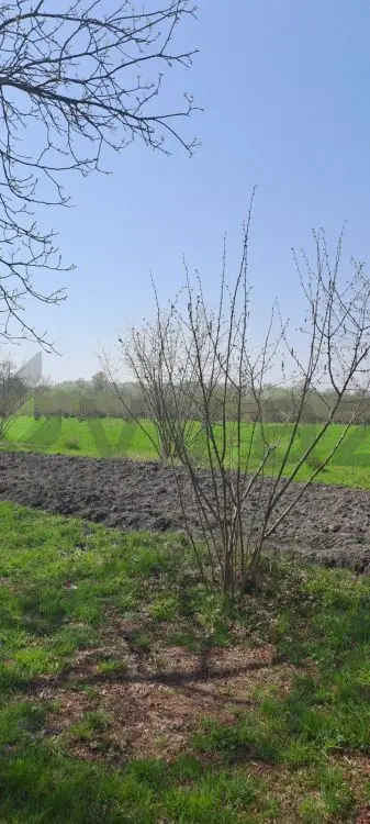 219 sot Torpaq Satılır, Zaqatala — Torpaq, Zaqatala (6)