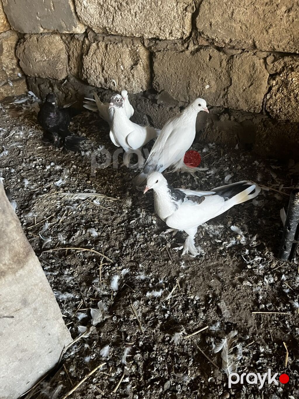 Lələkli nişanlı quşlardı cütlərdə var içində — Göyərçin, Digah (2)