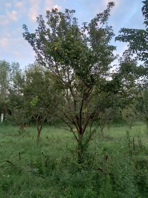 95 sot Torpaq Satılır, Göyçay — Torpaq, Göyçay (3)