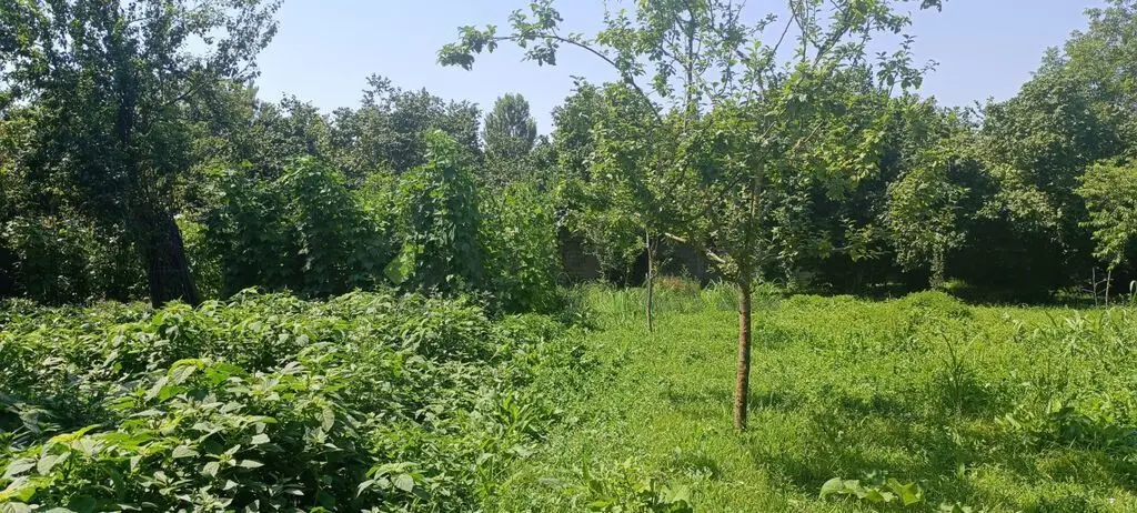 15 sot Torpaq Satılır, Qəbələ — Torpaq, Qəbələ (11)