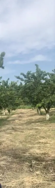 48 sot Torpaq Satılır, Xaçmaz — Torpaq, Xaçmaz (4)