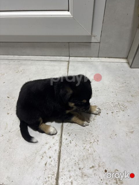 Labrador-retriver, Peyvəndli — Gəncə