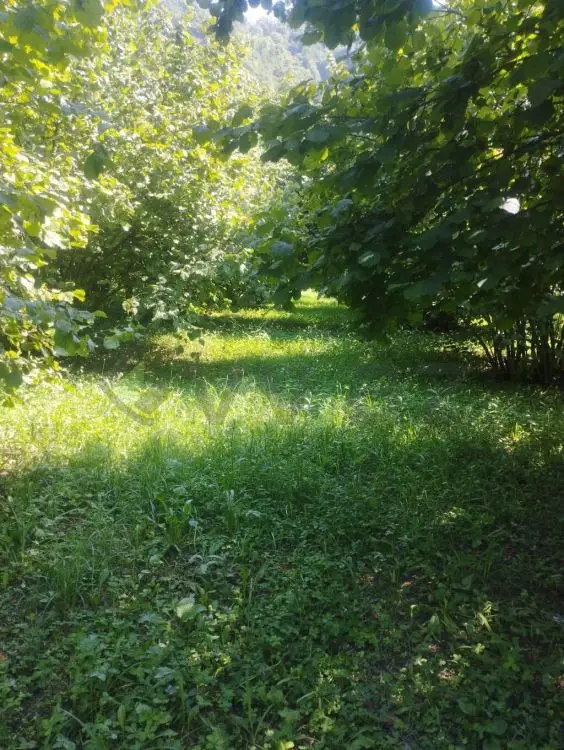 24 sot Torpaq Satılır, Zaqatala — Torpaq, Zaqatala (4)